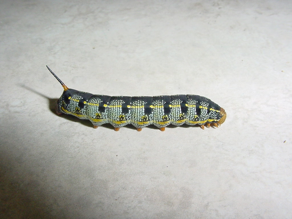 white-lined sphinx caterpillar